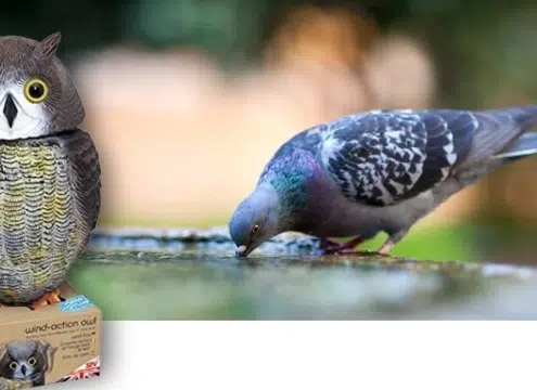 Búho espantapájaros: Una eficaz solución para ahuyentar a las aves