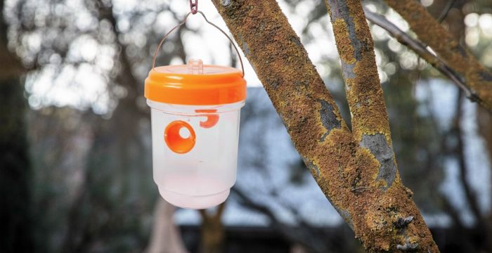 trampa para cazar avispas